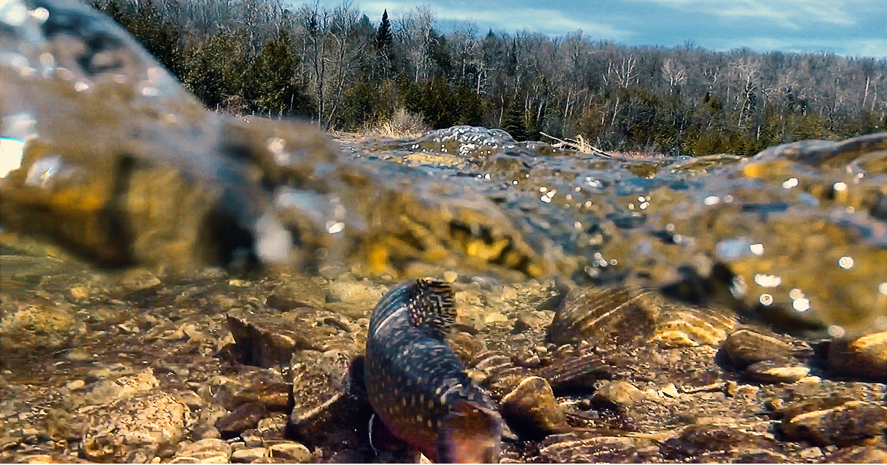 Why Are Brook Trout Important Coalition for the West Credit River