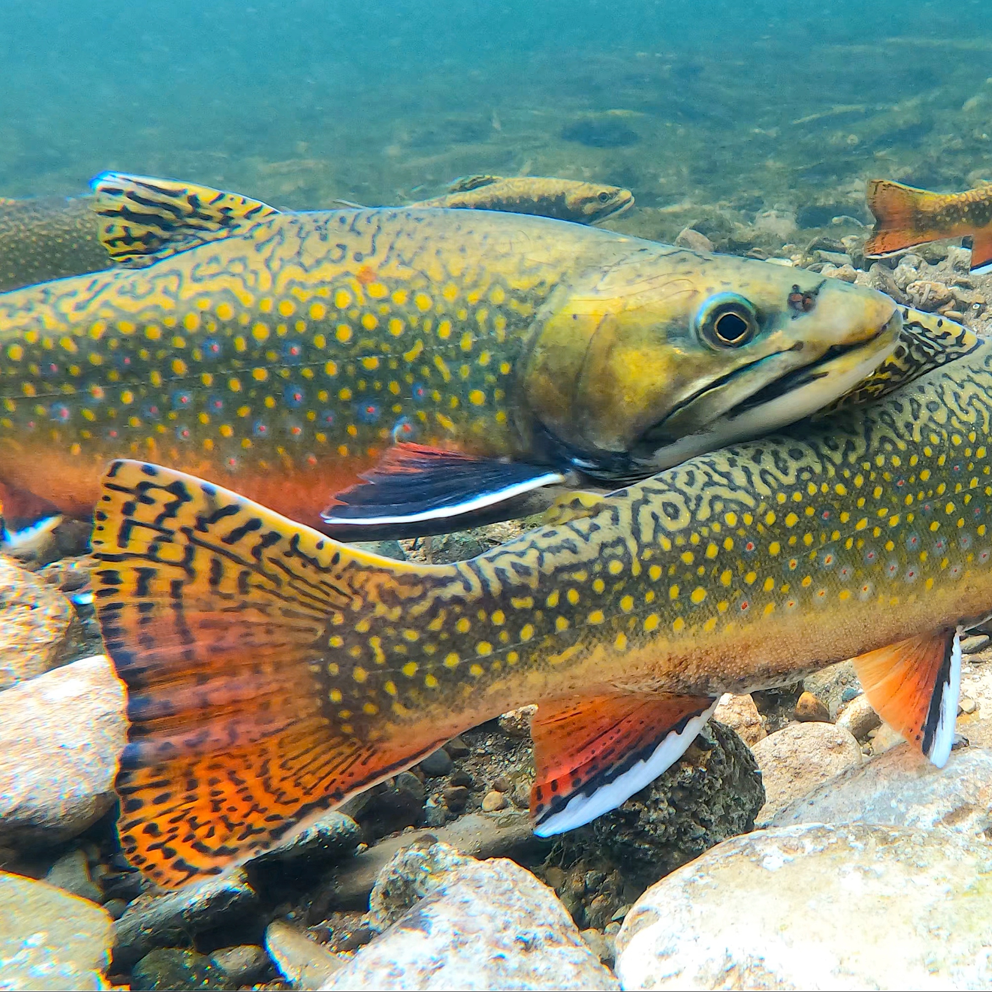 Live Stream of West Credit River Brook Trout - Coalition for